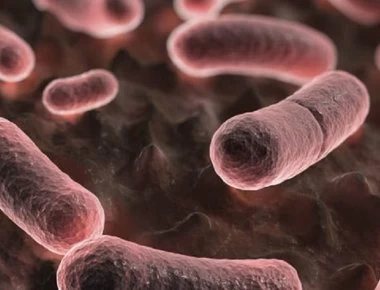 Ανακάλυψαν σχεδόν 2.000 άγνωστα είδη βακτηρίων στο ανθρώπινο έντερο